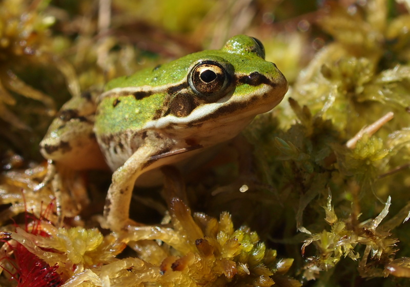 Skokan zelený (Pelophylax esculentus)