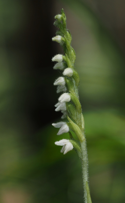 Smrkovník plazivý (Goodyera repens)