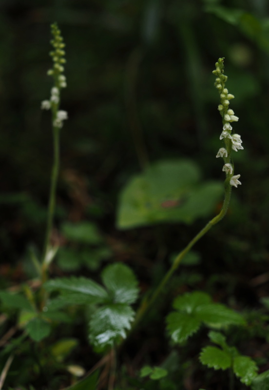 Smrkovník plazivý (Goodyera repens)