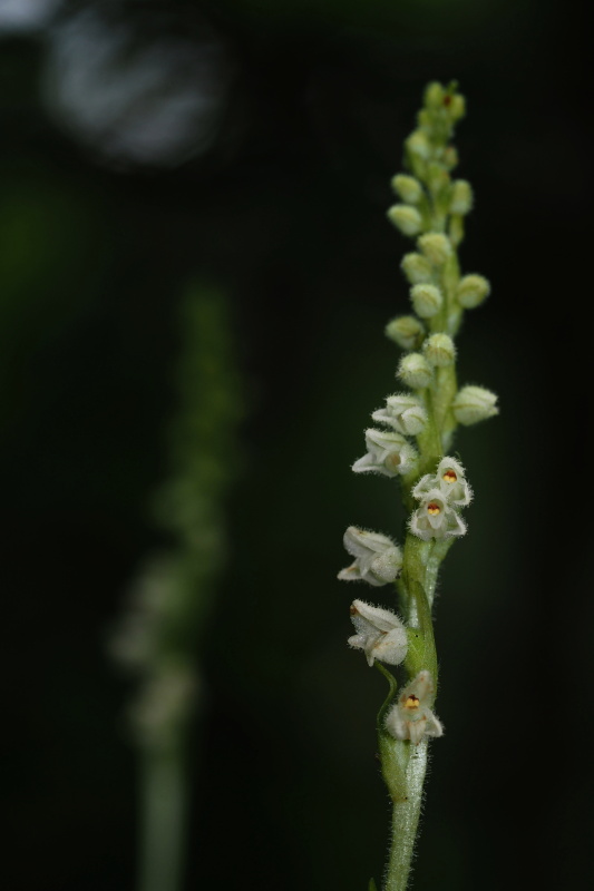 Smrkovník plazivý (Goodyera repens)