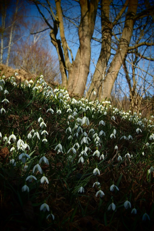 Sněženka podsněžník (Galanthus nivalis)