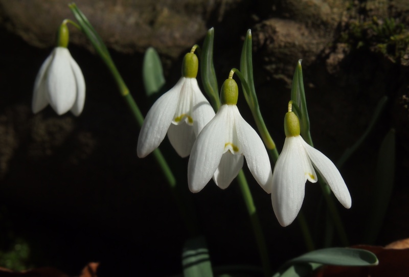 Sněženka podsněžník (Galanthus nivalis)