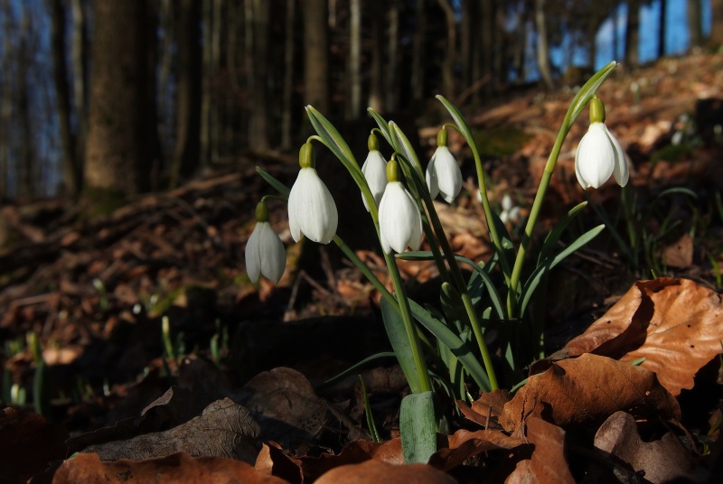 Sněženka podsněžník (Galanthus nivalis)