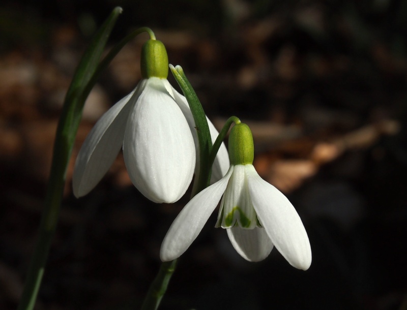 Sněženka podsněžník (Galanthus nivalis)