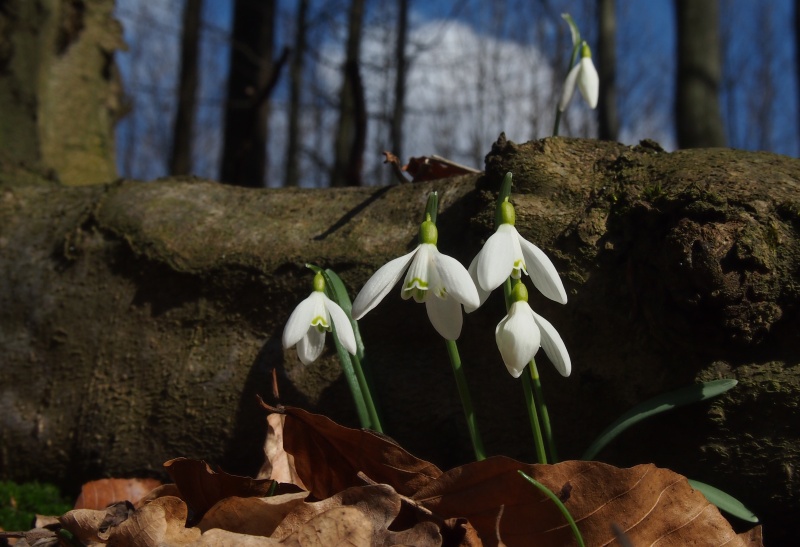 Sněženka podsněžník (Galanthus nivalis)