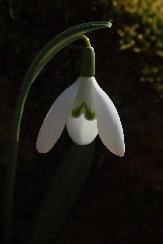 Sněženka podsněžník (Galanthus nivalis)