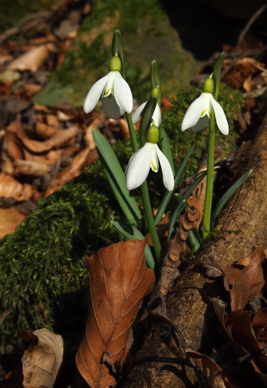 Sněženka podsněžník (Galanthus nivalis)