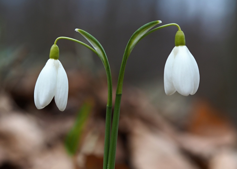 Sněženka podsněžník (Galanthus nivalis)