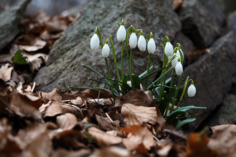 Sněženka podsněžník (Galanthus nivalis)