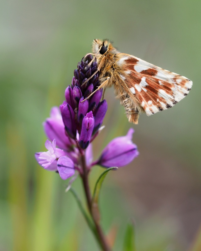 Soumračník skořicový (Spialia sertorius)