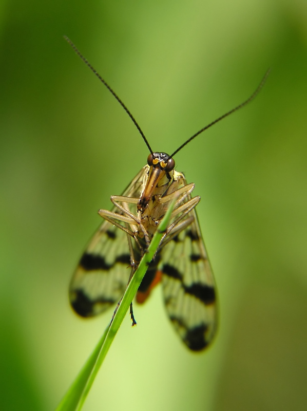 Srpice obecná (Panorpa communis)