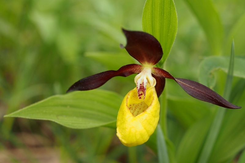 Střevíčník pantoflíček (Cypripedium calceolus)