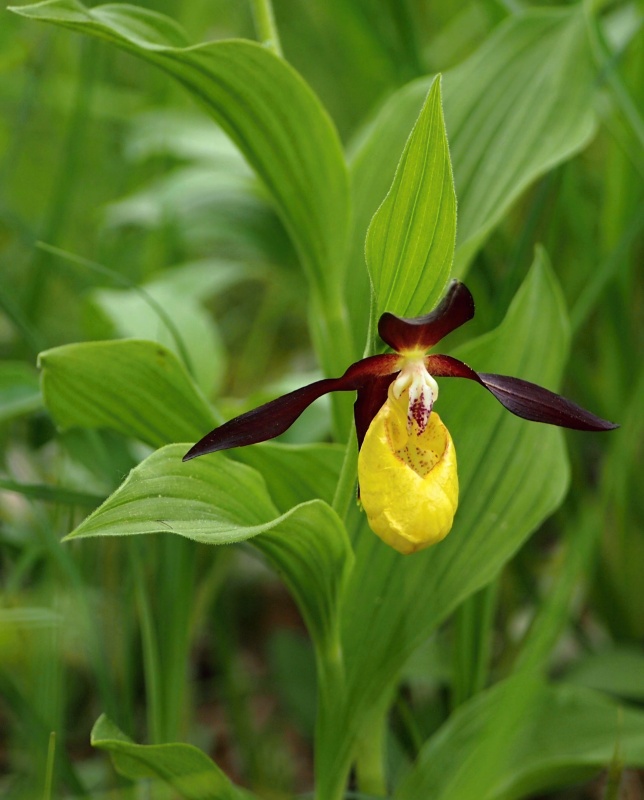 Střevíčník pantoflíček (Cypripedium calceolus)