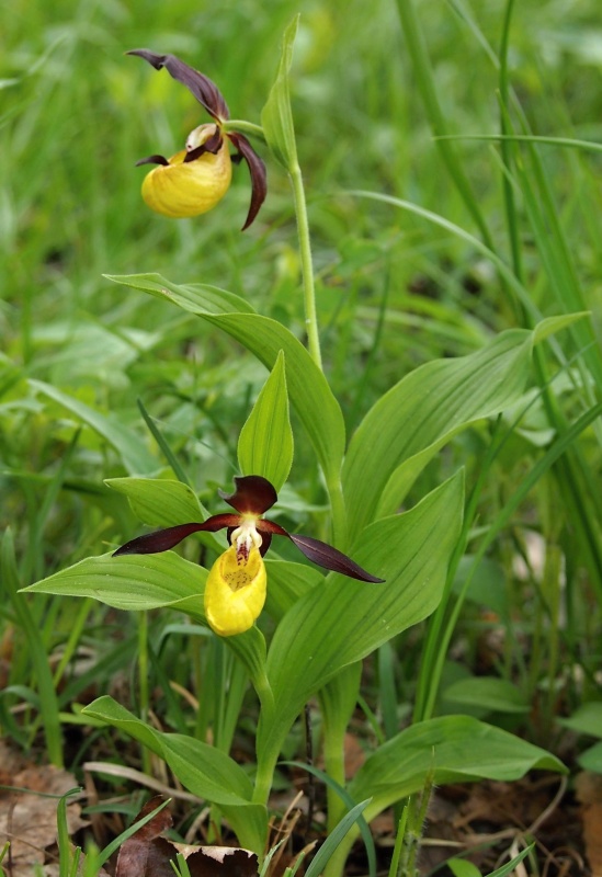 Střevíčník pantoflíček (Cypripedium calceolus)