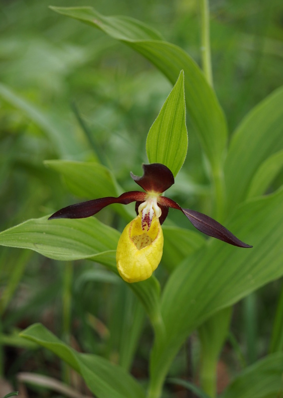 Střevíčník pantoflíček (Cypripedium calceolus)