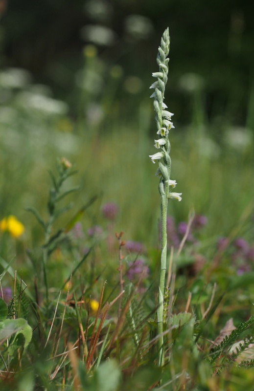 Švihlík krutiklas (Spiranthes spiralis)