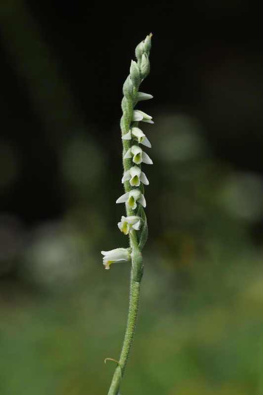 Švihlík krutiklas (Spiranthes spiralis)