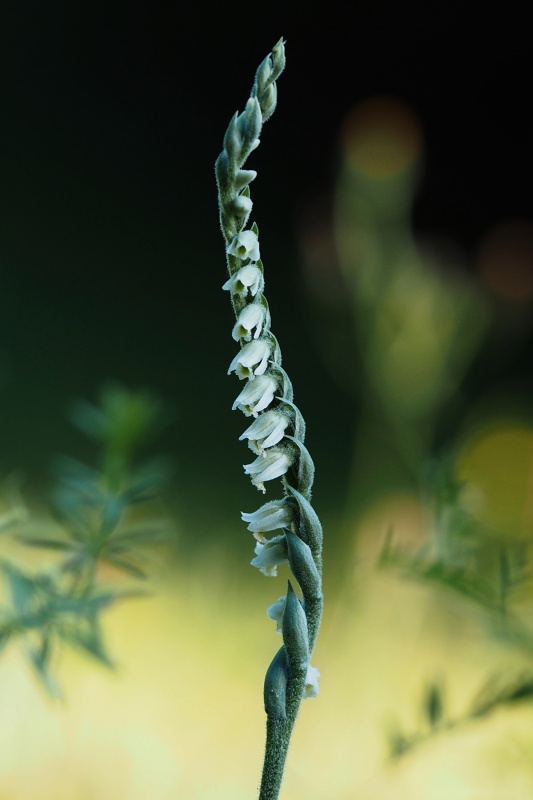 Švihlík krutiklas (Spiranthes spiralis)