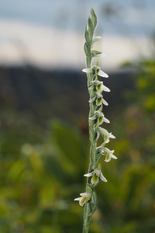 Švihlík krutiklas (Spiranthes spiralis)