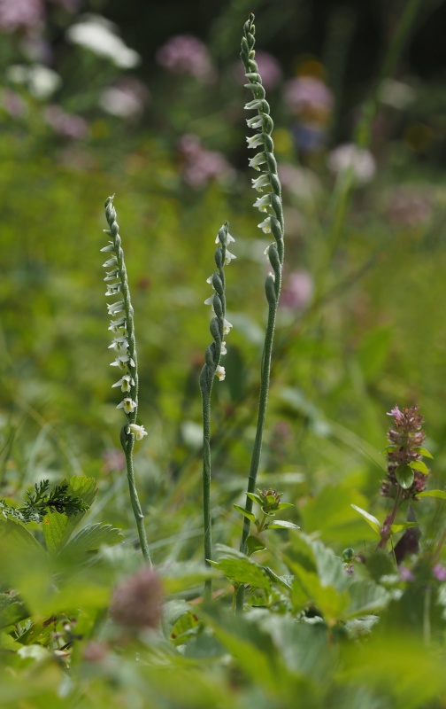 Švihlík krutiklas (Spiranthes spiralis)