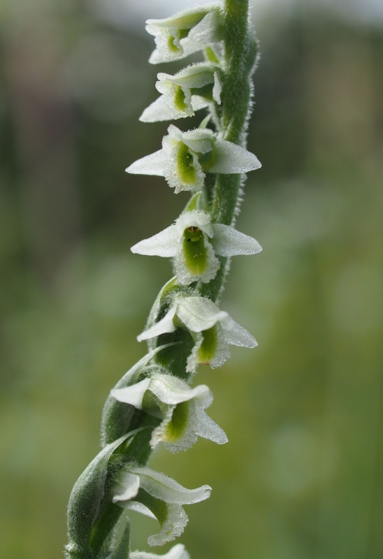 Švihlík krutiklas (Spiranthes spiralis)