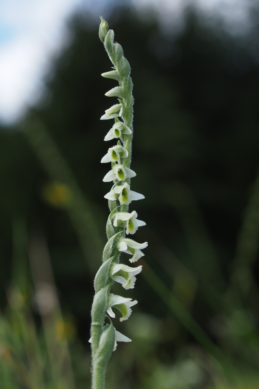 Švihlík krutiklas (Spiranthes spiralis)