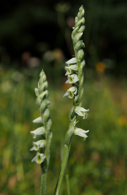 Švihlík krutiklas (Spiranthes spiralis)