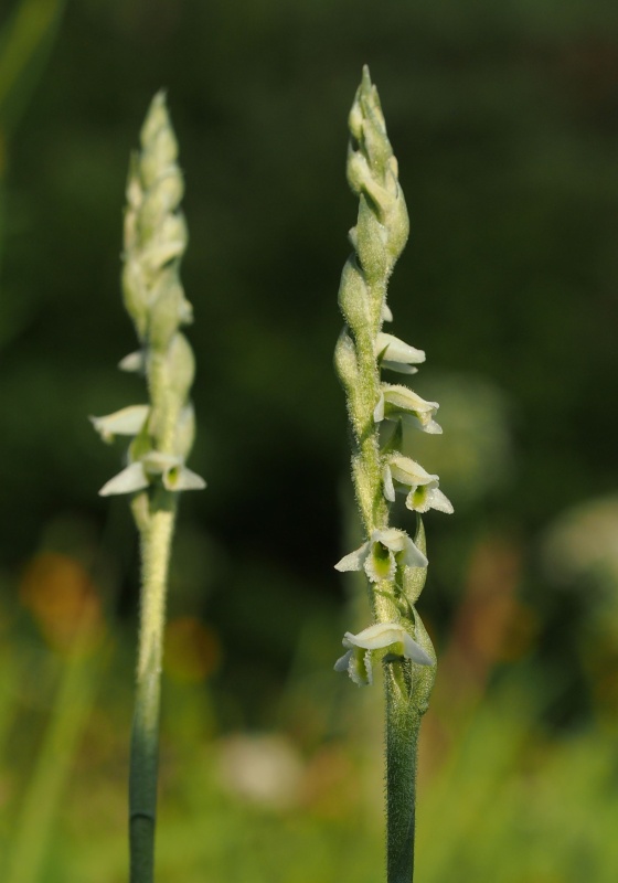 Švihlík krutiklas (Spiranthes spiralis)