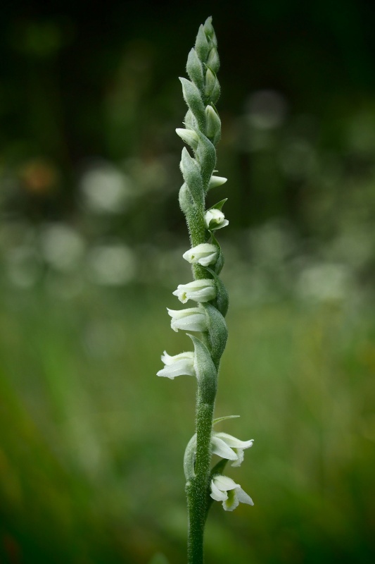 Švihlík krutiklas (Spiranthes spiralis)