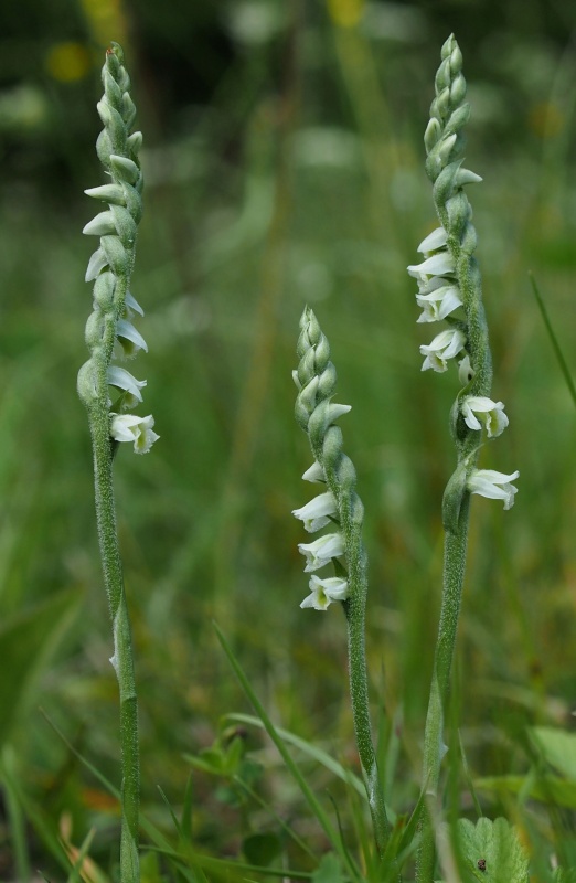 Švihlík krutiklas (Spiranthes spiralis)