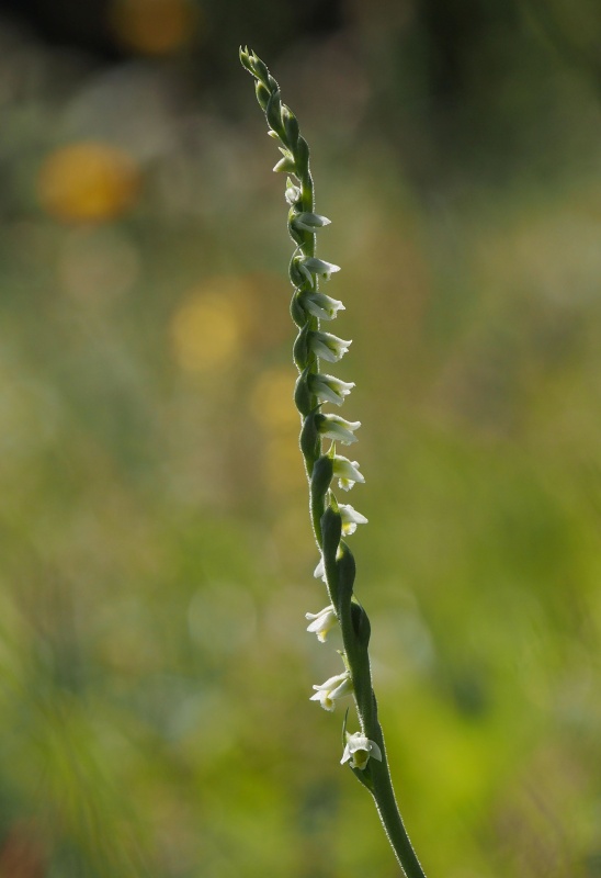 Švihlík krutiklas (Spiranthes spiralis)