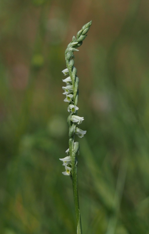 Švihlík krutiklas (Spiranthes spiralis)