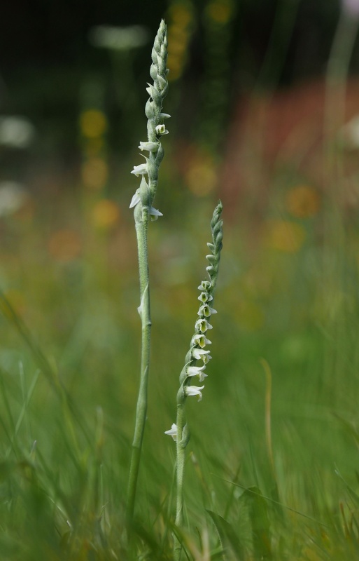 Švihlík krutiklas (Spiranthes spiralis)