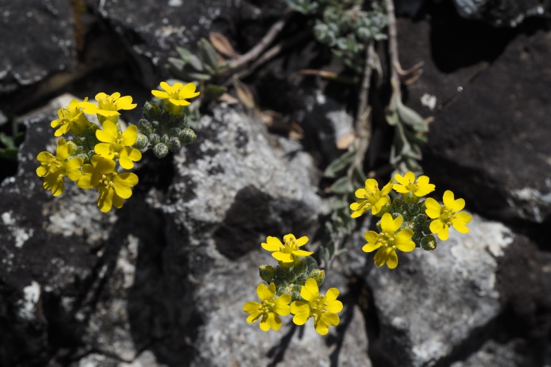 tařinka horská (alyssum montanum ssp. gmelinii)