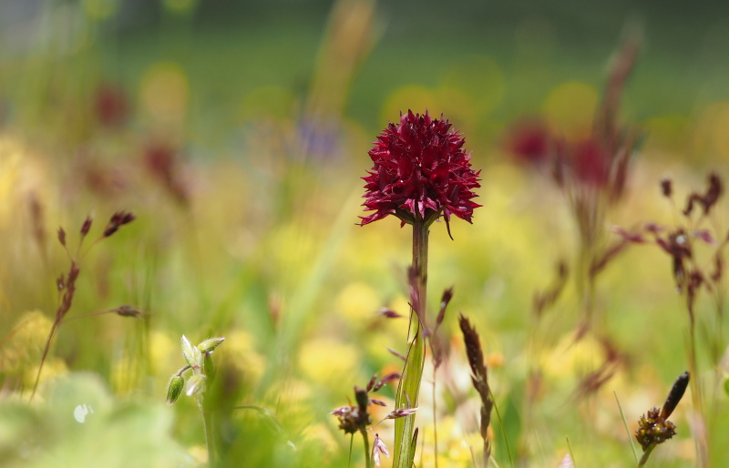 Temnohlávek černý pravý (Nigritella nigra subsp. nigra)