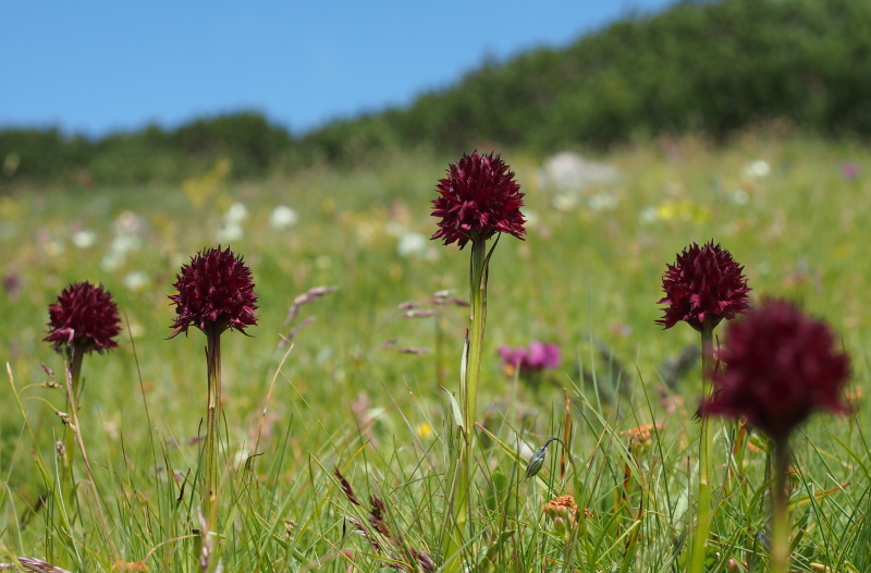 Temnohlávek černý pravý (Nigritella nigra subsp. nigra)