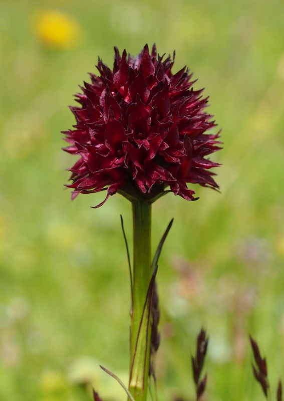 Temnohlávek černý pravý (Nigritella nigra subsp. nigra)