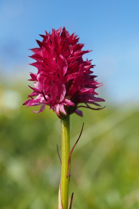 Temnohlávek červený pravý (Nigritella rubra subsp. rubra)