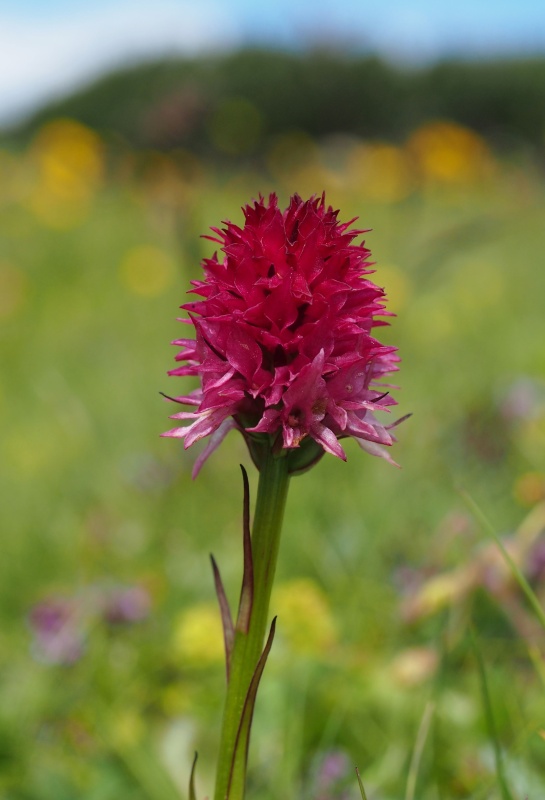 Temnohlávek červený pravý (Nigritella rubra subsp. rubra)