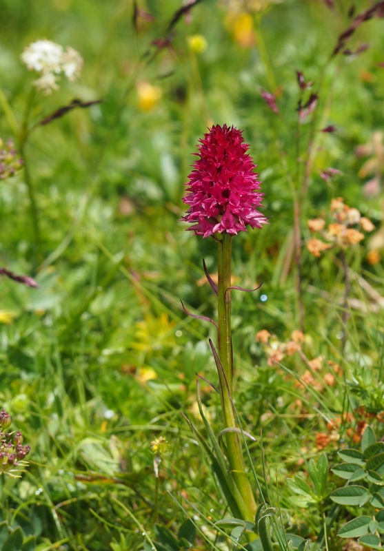 Temnohlávek červený pravý (Nigritella rubra subsp. rubra)