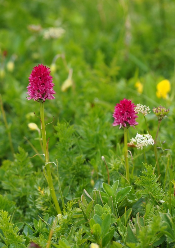 Temnohlávek červený pravý (Nigritella rubra subsp. rubra)