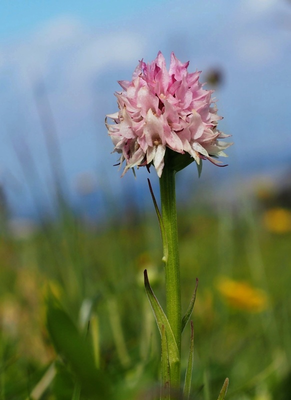 Temnohlávek červený Widderův (Nigritella rubra subsp. widderi)