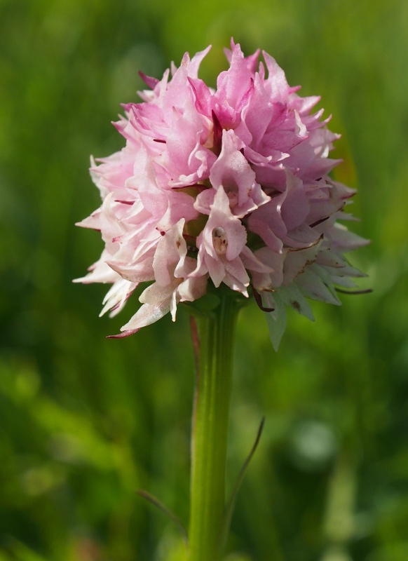 Temnohlávek červený Widderův (Nigritella rubra subsp. widderi)