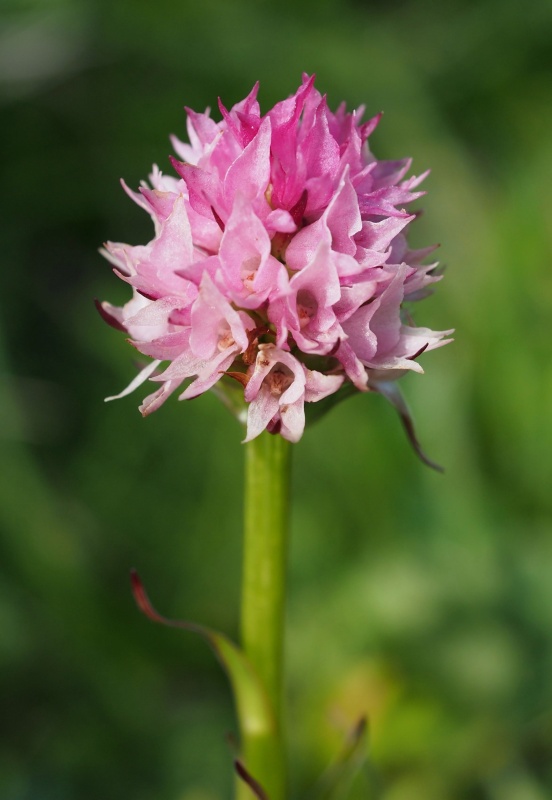 Temnohlávek červený Widderův (Nigritella rubra subsp. widderi)