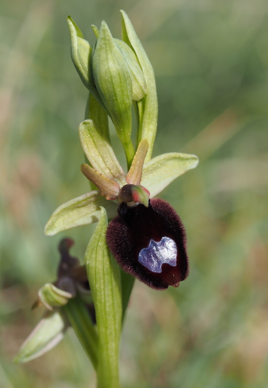 Tořič Bertolonův garganský (Ophrys bertolonii subsp. bertoloniiformis)