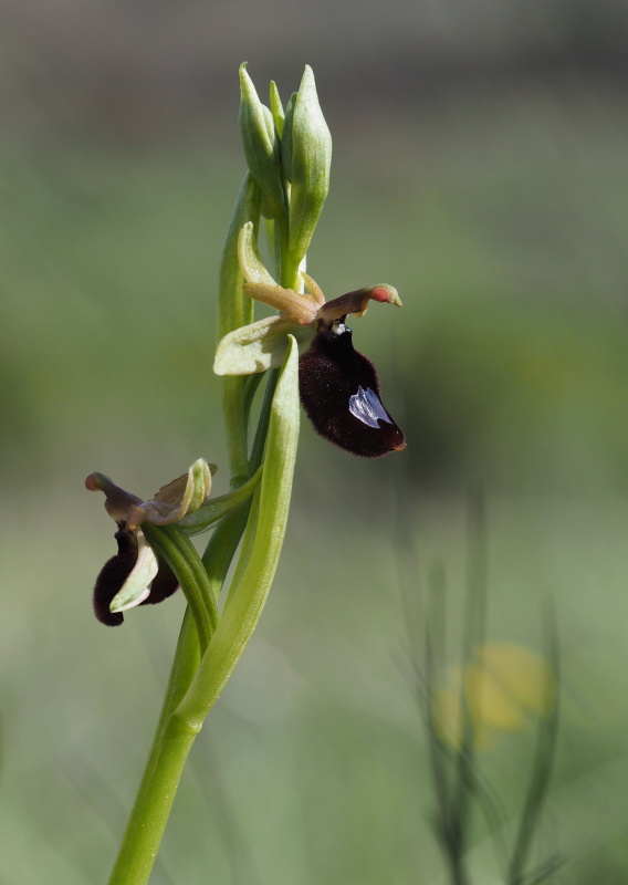 Tořič Bertolonův garganský (Ophrys bertolonii subsp. bertoloniiformis)