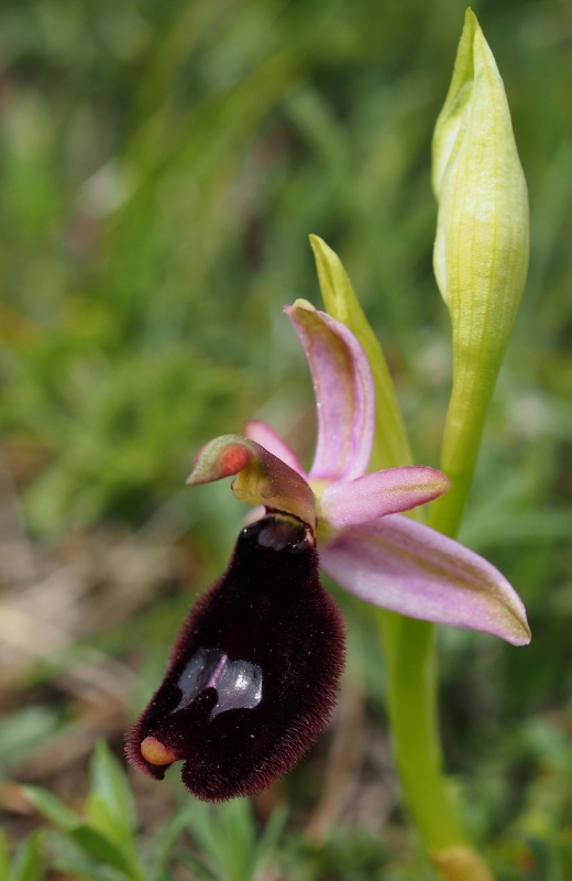 Tořič Bertolonův pravý (Ophrys bertolonii subsp. bertolonii)