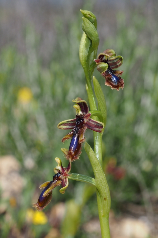 Tořič brvitý krále Ferdinanda (Ophrys speculum subsp. regis-ferdinandii) 