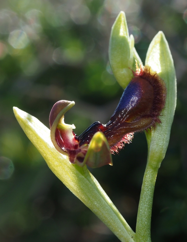 Tořič brvitý krále Ferdinanda (Ophrys speculum subsp. regis-ferdinandii) 