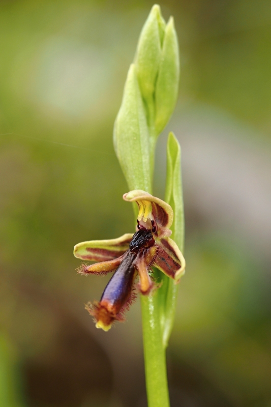 Tořič brvitý krále Ferdinanda (Ophrys speculum subsp. regis-ferdinandii) 